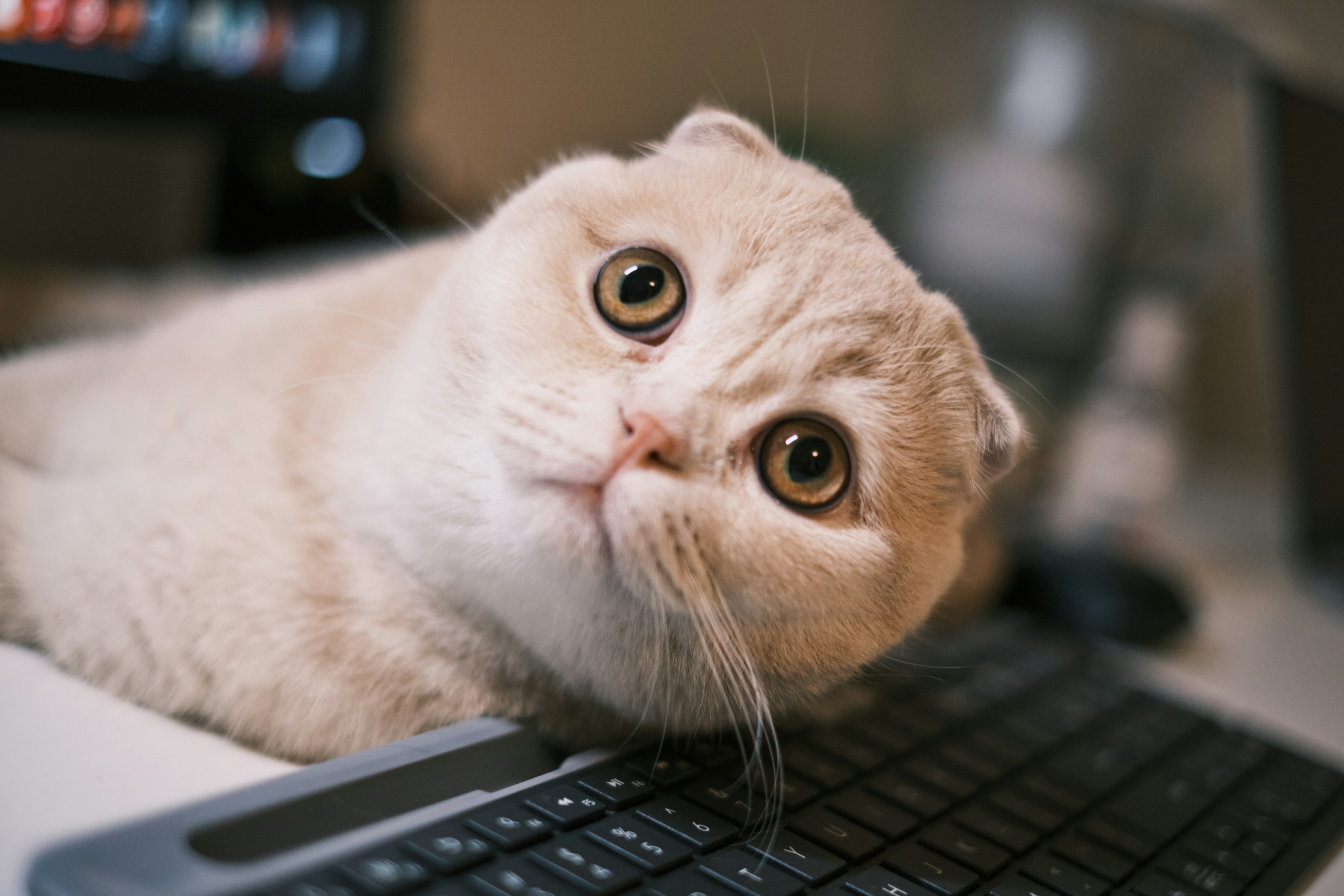 The cutest cat EVER on laptop